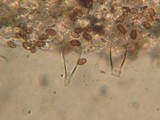 Psathyrella ellenae image