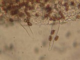 Psathyrella ellenae image