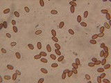 Psathyrella ellenae image