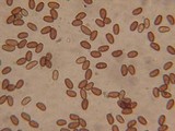 Psathyrella ellenae image