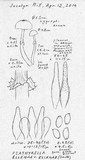 Psathyrella ellenae image