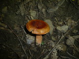 Lactarius fulvissimus image