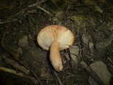 Lactarius fulvissimus image
