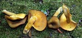 Tricholomopsis formosa image