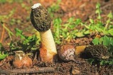 Phallus hadriani image