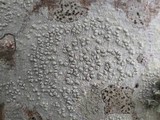 Pertusaria heterochroa image
