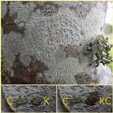Pertusaria heterochroa image