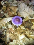 Cortinarius iodes image