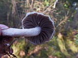 Psathyrella undulatipes image