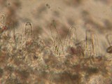 Psathyrella undulatipes image