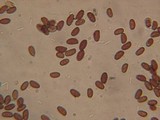 Psathyrella undulatipes image