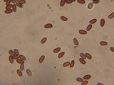Psathyrella undulatipes image