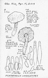 Psathyrella undulatipes image