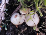 Tricharina ochroleuca image