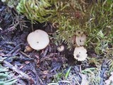 Tricharina ochroleuca image