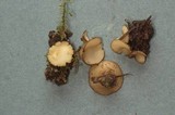 Tricharina ochroleuca image