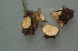 Tricharina ochroleuca image