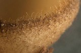 Tricharina ochroleuca image