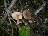 Lactarius lepidotus image