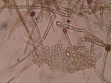 Tricharina ochroleuca image