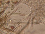Tricharina ochroleuca image