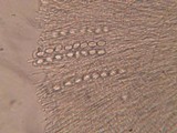 Tricharina ochroleuca image