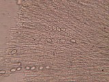 Tricharina ochroleuca image