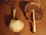 Pluteus tomentosulus image