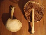 Pluteus tomentosulus image