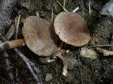Lactarius lepidotus image