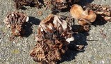 Gymnopus brassicolens var. brassicolens image