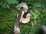 Lactarius lignyotus image
