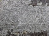 Sphinctrina tubiformis image