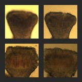 Sphinctrina tubiformis image