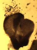 Sphinctrina tubiformis image