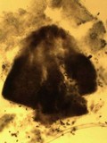 Sphinctrina tubiformis image