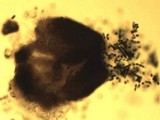 Sphinctrina tubiformis image