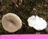 Polyporus guianensis image