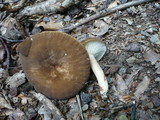 Lactarius romagnesii image