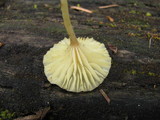 Lichenomphalia umbellifera image