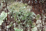 Usnea endochrysea image