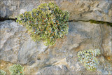 Squamarina cartilaginea var. cartilaginea image