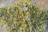 Squamarina cartilaginea var. cartilaginea image