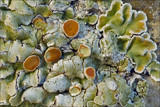 Squamarina cartilaginea var. cartilaginea image