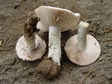 Amanita gilbertii image