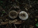 Amanita gilbertii image