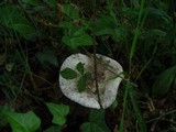 Amanita gilbertii image