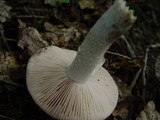 Amanita gilbertii image