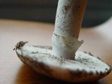 Amanita gilbertii image