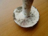Amanita gilbertii image